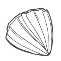 concha de mar, ilustración de boceto de vector de vieira. icono de contorno de concha marina. garabato de almejas. dibujo de concha cerrada festoneada