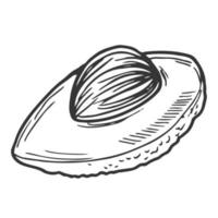 Avocado vector illustration in doodle style