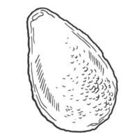 Engraving style avocado with leaf and slice vector illustration