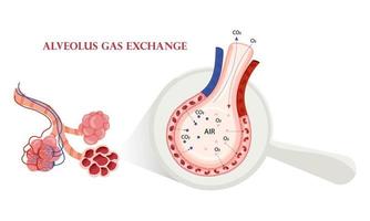 alvéolos pulmonares intercambio de oxígeno y dióxido de carbono vector