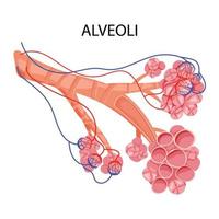 estructura de alvéolos pulmonares con capilares vector