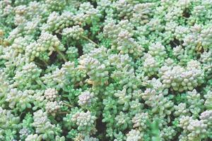 concepto de decoración de plantas de hogar de cactus suculentos foto