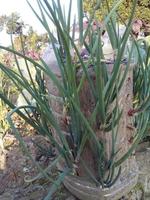 Onion tree,walpepar,beautiful onion photo