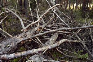 An old broken dying tree in the forest is a symbol of old age, power and death photo