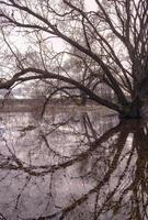 Long large branches of an old tree are beautifully reflected in the water - a symbol of fear and old age photo