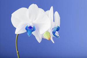 orquídea blanca tropical sobre un fondo azul. espacio libre, espacio de copia. mortero azul y orquídeas estambre foto