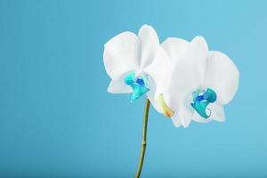 orquídea blanca tropical sobre un fondo azul. espacio libre, espacio de copia. mortero azul y orquídeas estambre foto