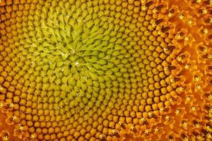 Sunflower blooms natural background close-up. Yellow texture photo