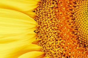 Sunflower petals in close-up as patterns and full-screen textures as background. Macro photo