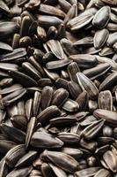 Seeds in a black shell as a background and texture, high detail. In full screen. photo