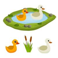 Ducks in pond. Chicken swims in lake. Animal in wild and forest. Child of bird in water. Flat cartoon. vector