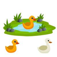 Ducks in pond. Chicken swims in lake. Animal in wild and forest. Child of bird in water. Flat cartoon. vector