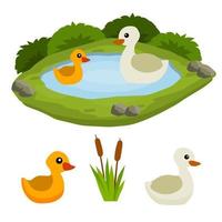 Ducks in pond. Chicken swims in lake. Animal in wild and forest. Child of bird in water. Flat cartoon. vector