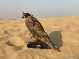 Photo of Arabic falcon bird in the desert
