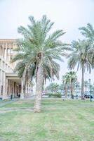 Kuwait city palm trees in the sooq Sharq photo