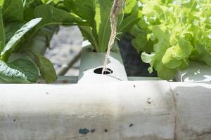 A team of scientists analyzes plants on vegetable trays. Hydroponics process in the laboratory Agricultural engineers test plant health in industrial greenhouses.The woman is being examined in detail. photo