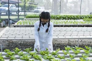 woman farmer hands working on organic hydroponics vegetable farm Owner of a hydroponics vegetable garden Quality inspection of vegetables in greenhouse planting plots small food production business id photo