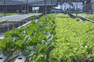 A team of scientists analyzes plants on vegetable trays. Hydroponics process in the laboratory Agricultural engineers test plant health in industrial greenhouses.The woman is being examined in detail. photo