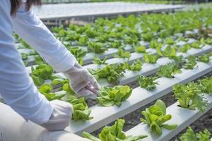 manos de una agricultora trabajando en una granja de hortalizas hidropónicas orgánicas propietaria de una huerta hidropónica inspección de calidad de hortalizas en parcelas de plantación de invernadero identificación de pequeñas empresas de producción de alimentos foto