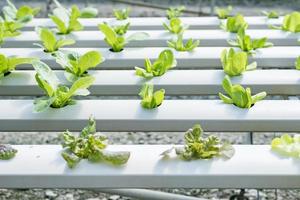 A team of scientists analyzes plants on vegetable trays. Hydroponics process in the laboratory Agricultural engineers test plant health in industrial greenhouses.The woman is being examined in detail. photo