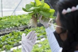 A team of scientists analyzes plants on vegetable trays. Hydroponics process in the laboratory Agricultural engineers test plant health in industrial greenhouses The woman is being examined in detail. photo