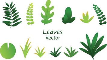 Exotic jungle tropical palm leaves vector