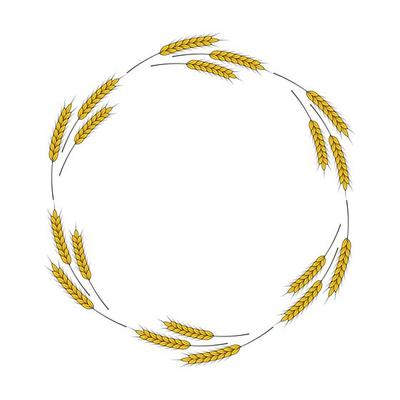 A round frame of spikelets of wheat, oats, rye, or barley. Grain plant border, agricultural frame with spikelets. Banner for beer, bread, flour packaging design