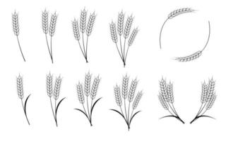 espigas de trigo, cebada, avena o arroz aisladas en fondo blanco. ilustración vectorial vector