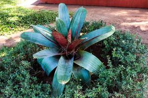 Imperialis, a giant rosette bromeliad sits in the Semarang smelting garden. Bromeliad Alcantarea imperialis can take full sun and is salt tolerant