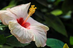 flor de hibisco hibiscus rosa-sinensis l es un arbusto de la familia de las malváceas originario del este de Asia y ampliamente cultivado como planta ornamental en regiones tropicales y subtropicales. foto