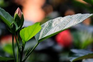 hojas verdes frescas con flores en ciernes foto