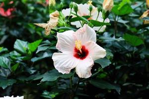 flor de hibisco hibiscus rosa-sinensis l es un arbusto de la familia de las malváceas originario del este de Asia y ampliamente cultivado como planta ornamental en regiones tropicales y subtropicales. foto