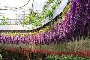 a beautiful colored fake flower garden hangs in the Celosia Flower Garden Semarang photo