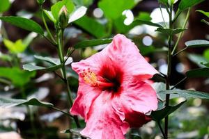 Hibiscus flower Hibiscus rosa-sinensis L is a shrub of the Malvaceae family originating from East Asia and widely grown as an ornamental plant in tropical and subtropical region. photo