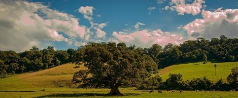 gran árbol de fondo foto