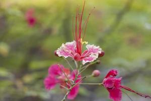 Pink Flam-boyant, The Flame Tree or  Royal Poinciana bloom in the garden with sunlight on blur nature background. photo