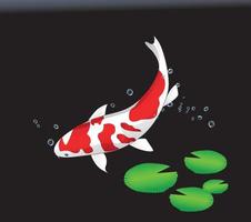 Three koi fish, Fancy Carp, on a black background vector