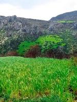 Plantation in the mountains photo