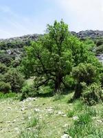 Spring on top of a mountain photo