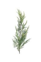 Sprig of green juniper on a white background. photo