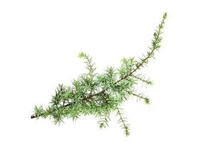 Isolated twig of juniper on a white background. photo
