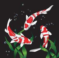 tres peces koi, carpa elegante, sobre un fondo negro vector