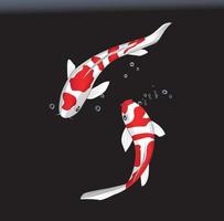 Three koi fish, Fancy Carp, on a black background vector