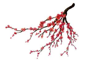 Watercolor of cherry blossom branches. Sakura flower branch hand drawn isolated on white background vector illustration