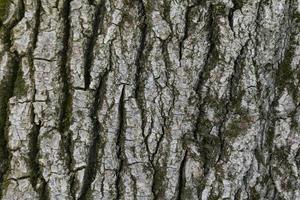 textura de madera fragmento de tronco de árbol con corteza foto