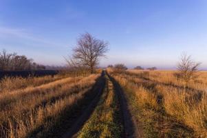 The road between the field and the reed estuary in the early morning of autumn. photo