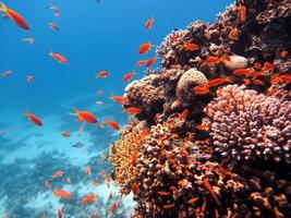 peces de mar rojo y arrecifes de coral foto