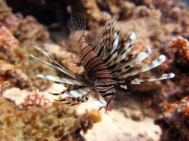 Red Sea Giant Lion fish photo