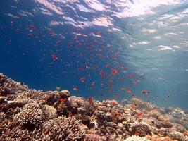 peces de mar rojo y arrecifes de coral foto