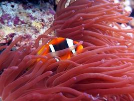 Red Sea colorful Clown fish photo